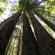 Some seriously tall trees.